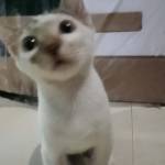 Chzyrah Jennine Profile Picture