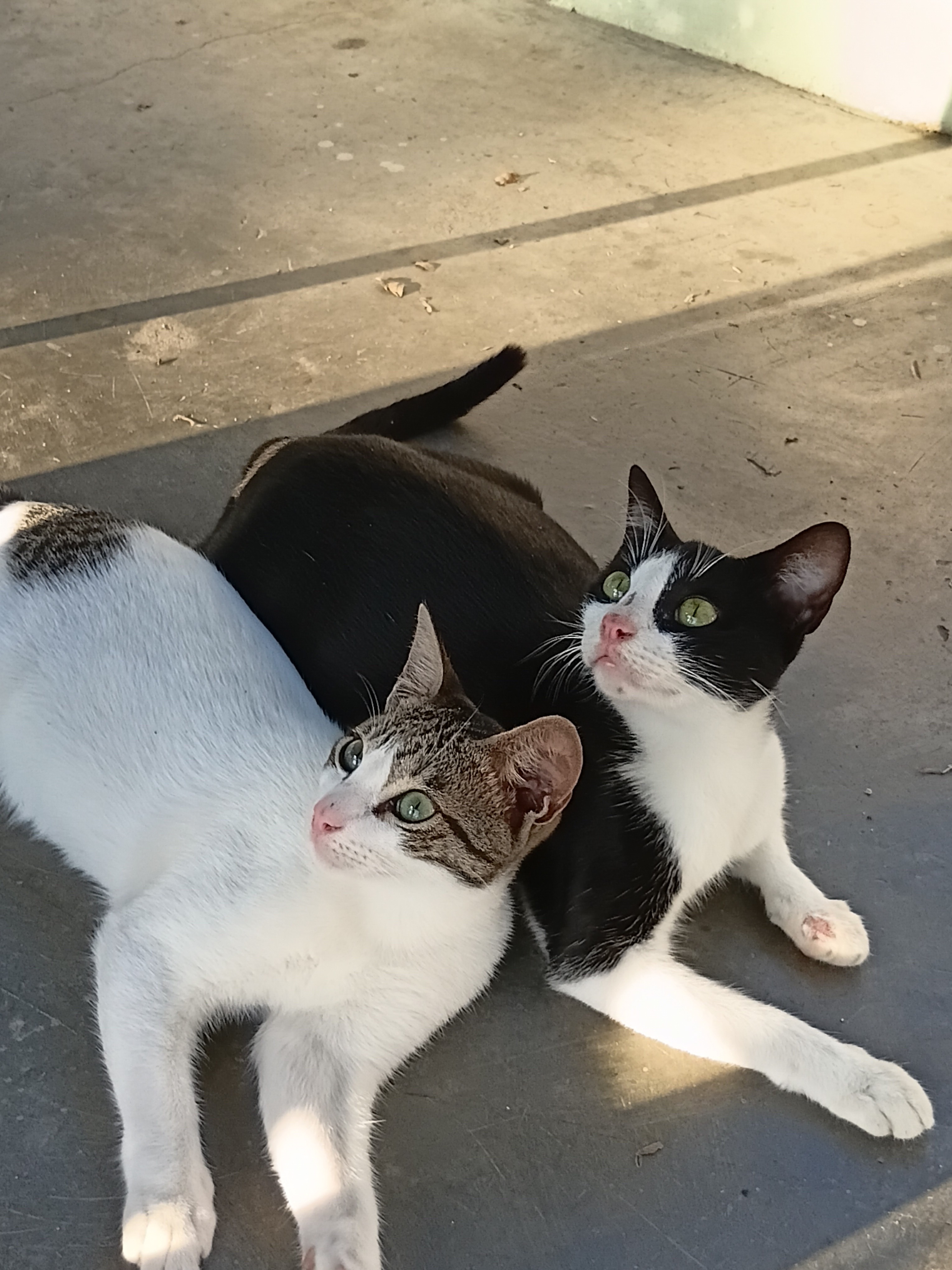 xiaolong_ BAo Profile Picture