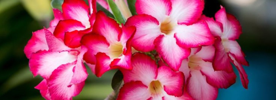 DayalovesBC Cover Image